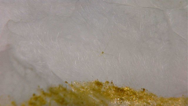 The base of a glass sponge with a very small brittle star. Picture