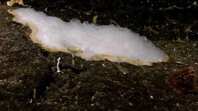 A glass sponge in the center, a small white coral, and what appears to be a brown barnacle shell to the right. Picture
