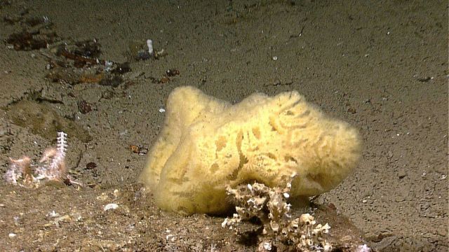 A yellow sponge? with an odd texture and small corals Picture