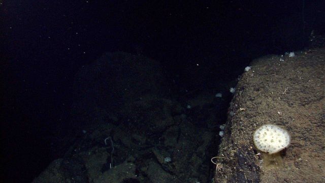 A large circular glass sponge, a stalked sea lily crinoid in bottom right center , numerous small white corals, and a whip coral on the bottom left. Picture