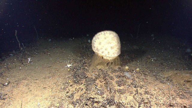 A large circular glass sponge, a white sea star, and numerous small life forms are seen in the image. Picture