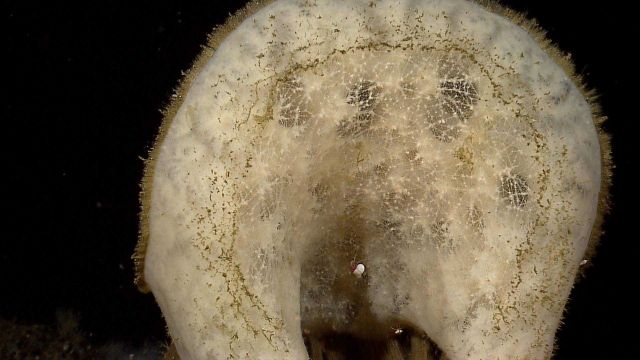 A large glass sponge with two small hermit crabs. Picture