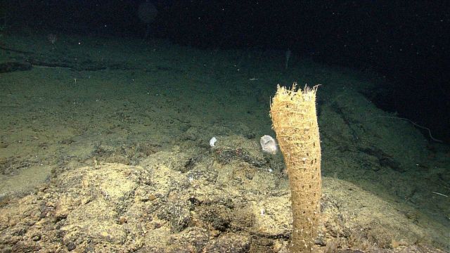 Dead? venus flower basket glass sponge Picture