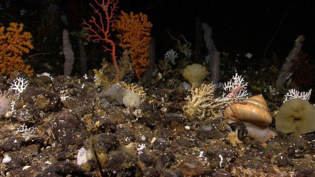 A beautiful marine snail in a garden-like setting Picture