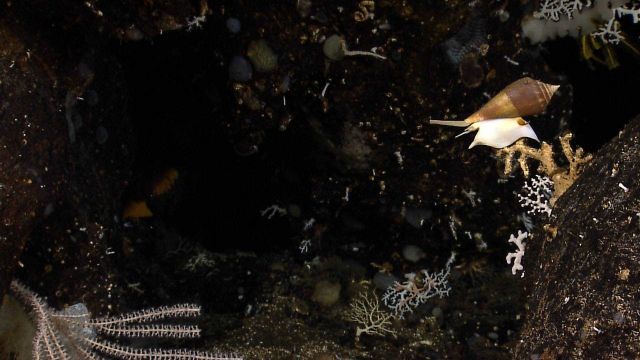 A marine snail on a black rock surface Picture