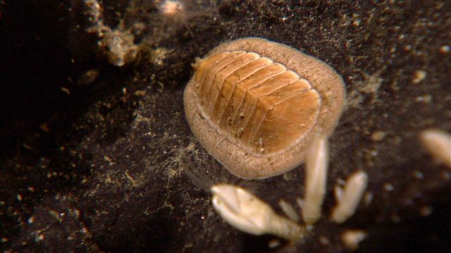 A chiton and barnacles on a rock surface Picture