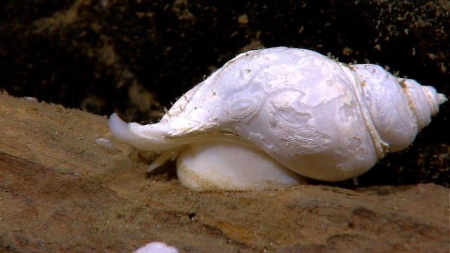 An 8 cm long gastropod snail crawling on a wood fall (log) at 1525 meters depth Picture