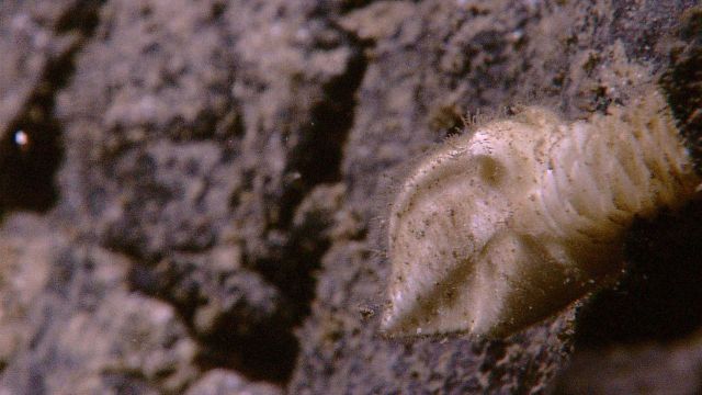 Closeup of a barnacle Picture