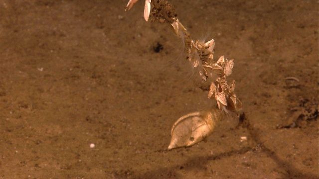 Barnacles (perhaps two species) on a coral branch. Picture