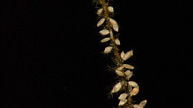 Barnacles (perhaps two species) on a coral branch. Picture