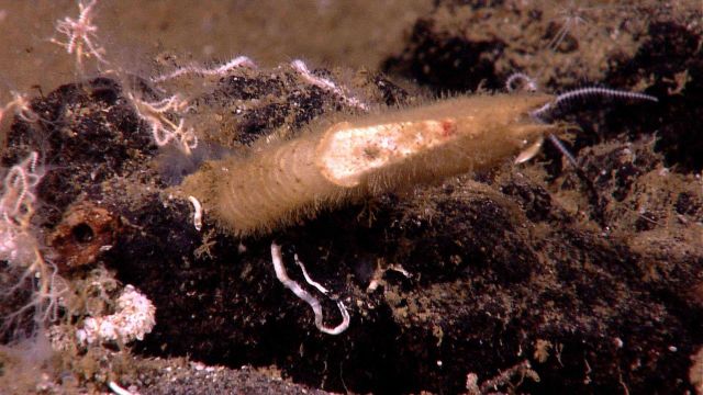 A barnacle, a tube worm, and white brittle stars Picture