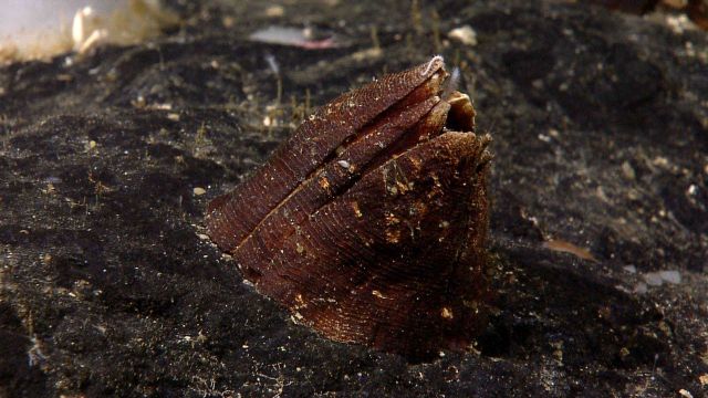 A brown barnacle - is it alive or just the shell? Picture