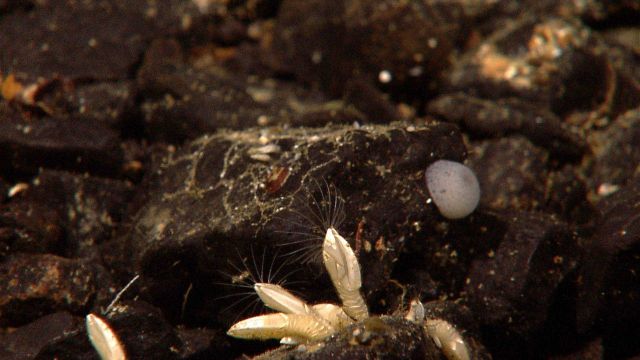 Barnacles and a small sponge on a cobble surface. Picture
