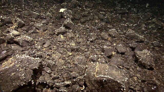 A lone white starfish and thousands of barnacles are seen in this cobble bottom area Picture