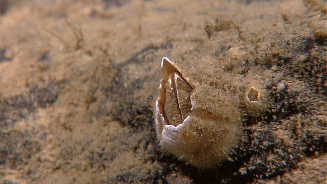 Barnacles on a rock surface. Picture