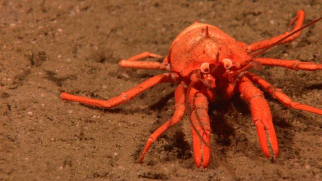 Red squat lobster Picture