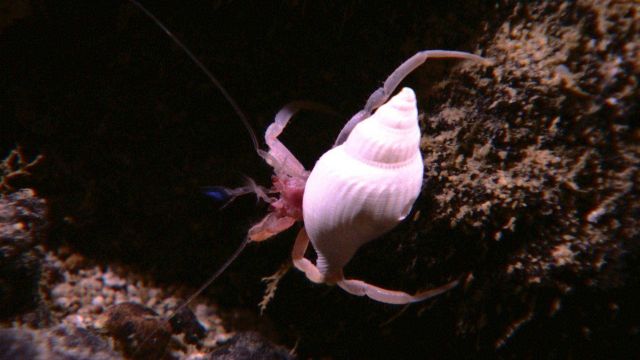 Hermit crab in white gastropod shell Picture