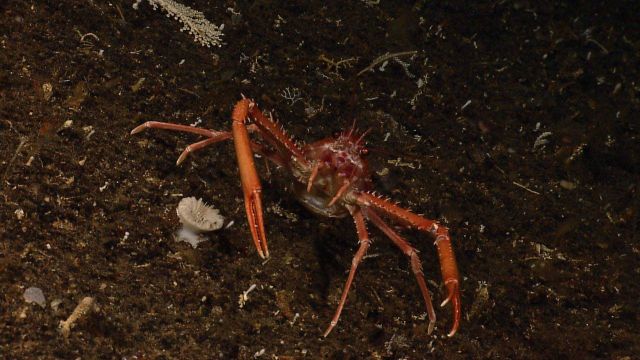 Red crab - Lithodes longispina next to cup coral Picture