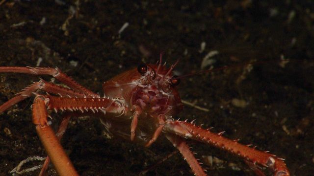 Red crab - Lithodes sp. Picture