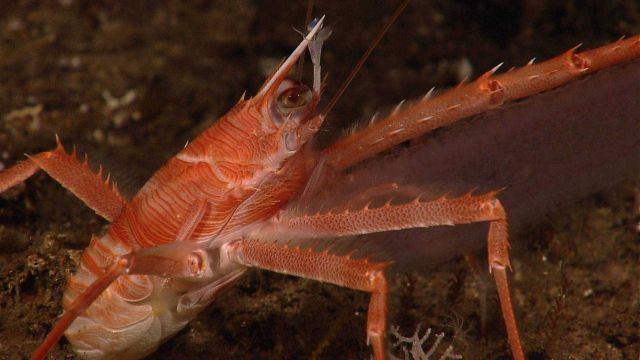 Red squat lobster Picture