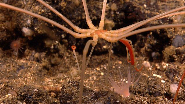 Pycnogonid sea spider Picture