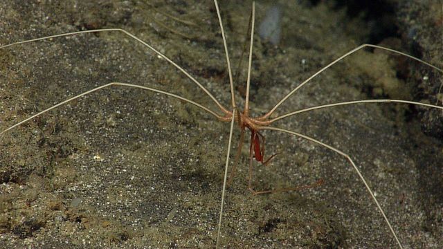 Pycnogonid crab on a rocky bottom. Picture