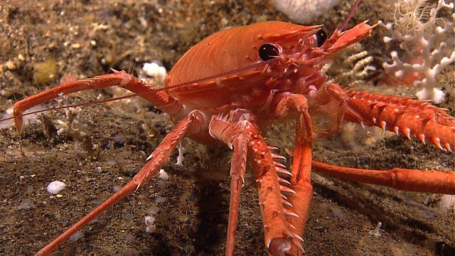 Orange and white squat lobster Picture