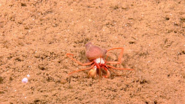 White bodied hermit crab on a sandy substrate Picture