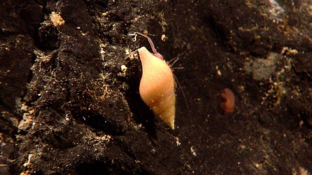 Hermit crab with pretty gastropod shell. Picture