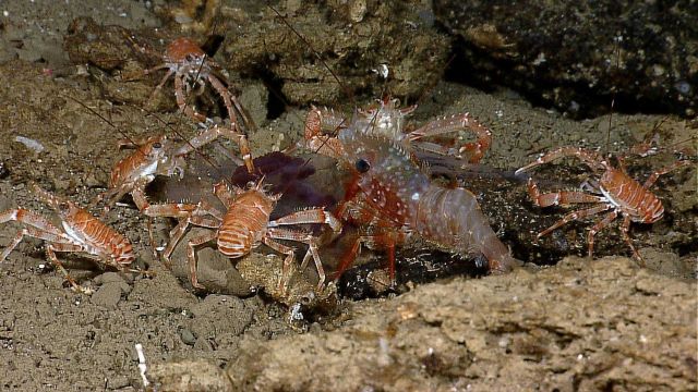 Galatheid crabs and a large shrimp feast opportunistically on a pelagic catch Picture