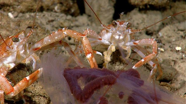 Red and orange squat lobsters feasting on an egg casing at 