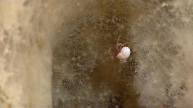 A small reddish hermit crab with a white shell on a sponge. Picture