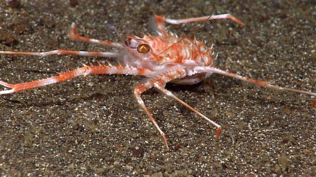 A red and orange squat lobster with long claws on apebbly substrate Picture