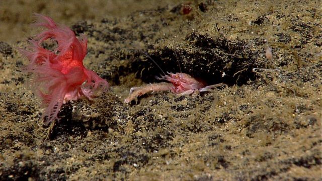 Fierce looking squat lobster peering out of burrow towards mushroom coral (Anthomastus sp.) waving in the current. Picture