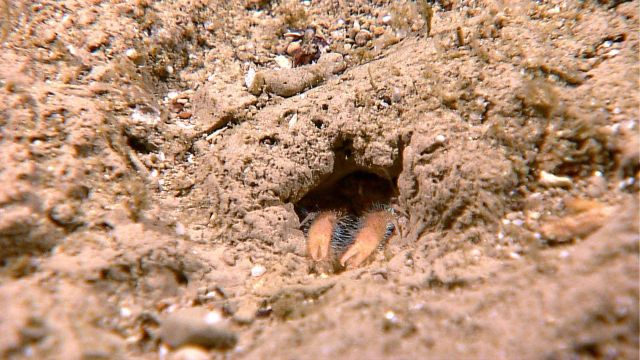 Furry claws of a type of lobster poking out from its burrow. Picture