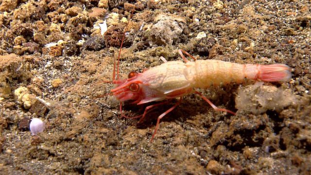 A blind lobster - a member of the family Polychelidae. Picture