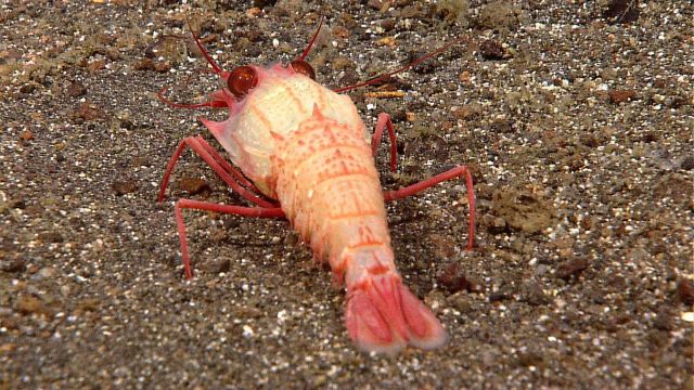 A blind lobster - a member of the family Polychelidae. Picture
