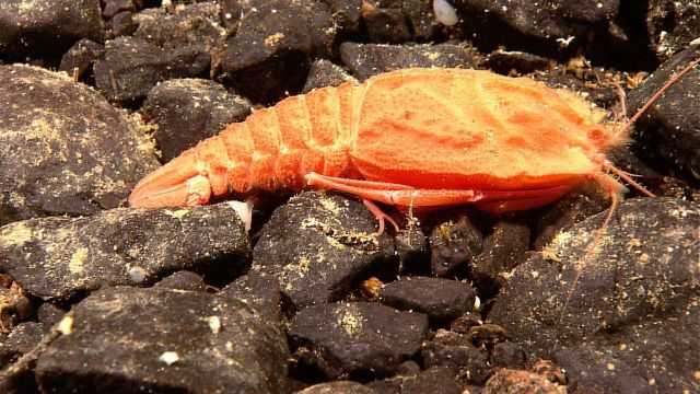 A blind lobster - a member of the family Polychelidae. Picture