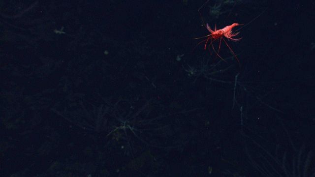 A swimming bright red shrimp over coral bushes below. Picture