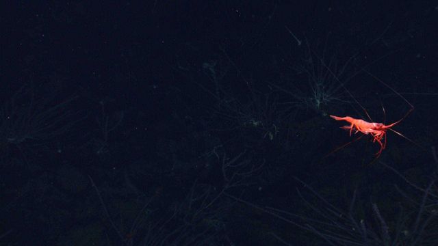 A swimming bright red shrimp over coral bushes below. Picture