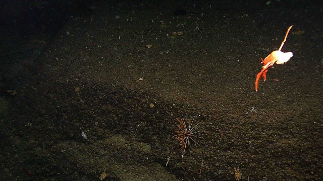 A swimming squat lobster headed toward a large sea urchin next to a small coral bush. Picture