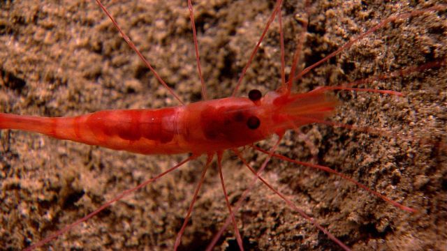 Closeup of a red shrimp on a sandy bottom Picture