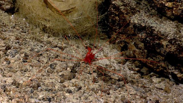 Front view of a red shrimp next to the bottom of a hair sponge and on a pebble bottom. Picture