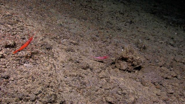 Two different species of shrimp on a pebble covered bottom Picture