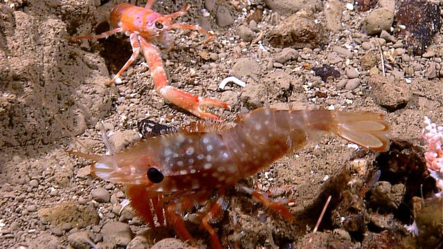 A very large white-spotted brown shrimp next to a small orange squat lobster on a pebble bottom. Picture