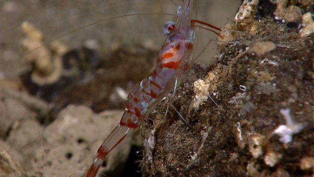 A red-striped translucent shrimp on a rock face. Picture