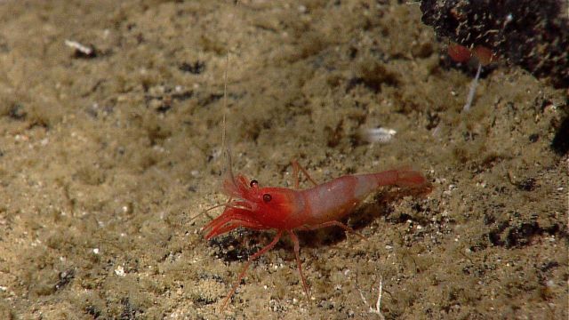 Red-faced shrimp with progressively lighter coloration towards tail. Picture