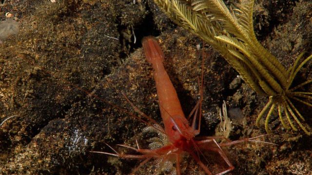 A large red shrimp next to a yellow feather star on a rock bottom. Picture