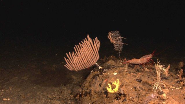 An assemblage of deep sea creatures including a very large shrimp, at least three species of coral, a white feather star, a clear holothurian, and oth Picture