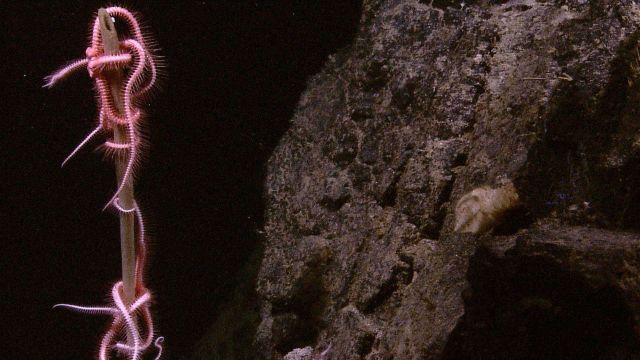 Brittle stars on a coral 